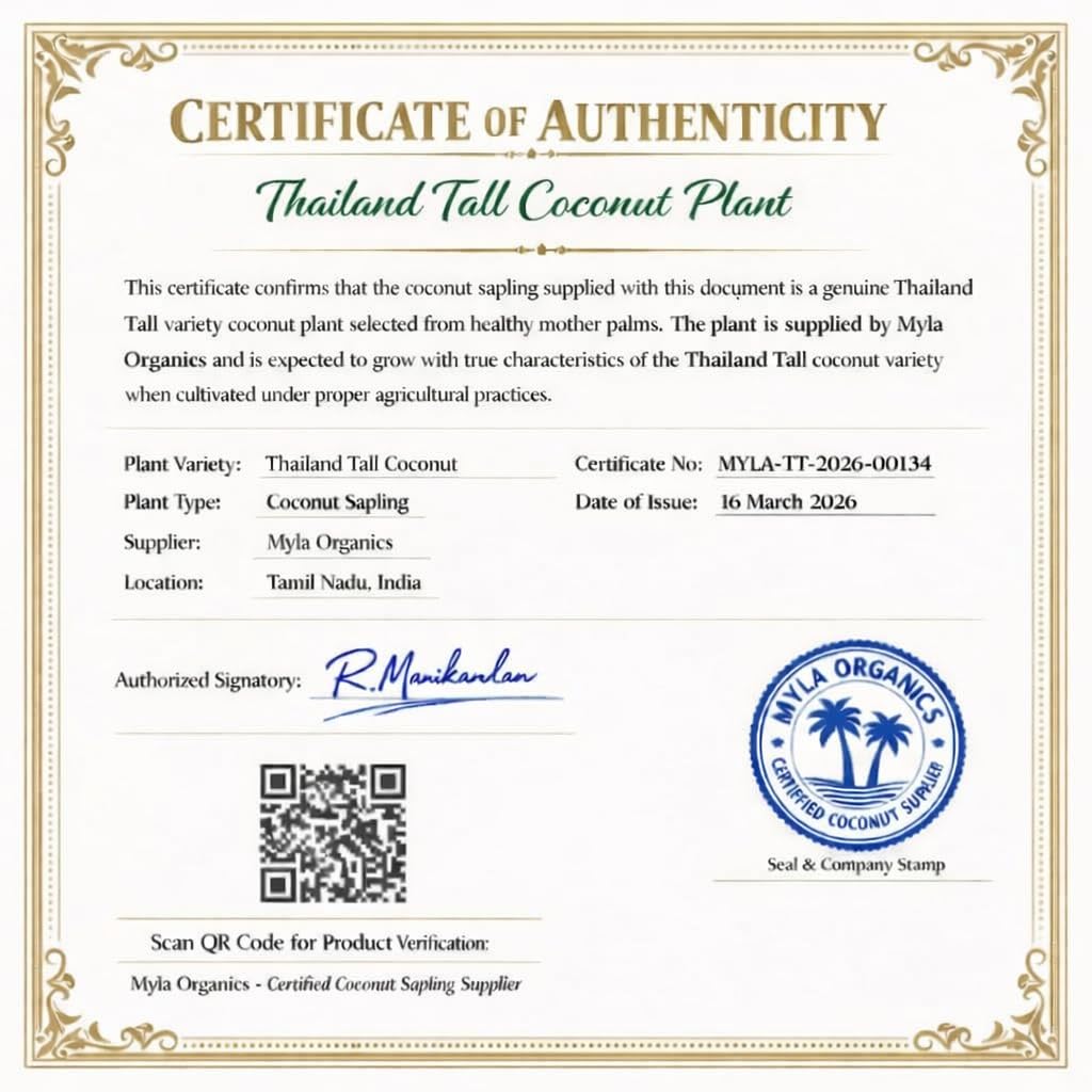 Thailand Tall Native Coconut plant (Native)- (Pack of 1) 11 61K6lkdDojL. SL1024 1