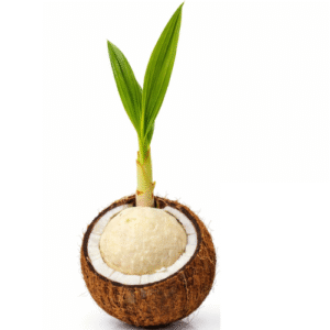 Coconut sprout / Sprouted Coconut- [ Pack of 2]