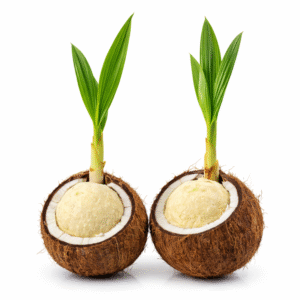 Coconut sprout / Sprouted Coconut - [Pack of 4