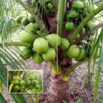 Malaysian Dwarf Hybrid Coconut Plant