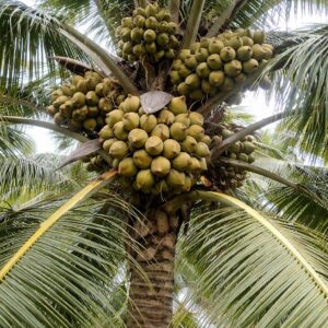 Arasampatti Tall Native Coconut Plant (GI certified) - (1 plant)
