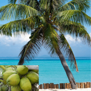 East Coast Native Coconut Plant- (1 Plant)