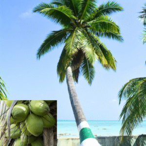 West Coast Tall Native Coconut Plant- (1 Plant)