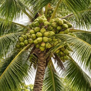 Vietnam Tall Coconut Plant | Native Bread Coconut Variety | High Yield Tropical Coconut Tree Plant for Farming- (Pack of 1)
